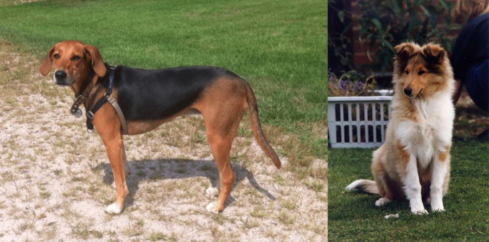 Rough Collie vs Kerry Beagle - Breed Comparison