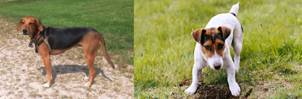 Russell Terrier vs Kerry Beagle - Breed Comparison