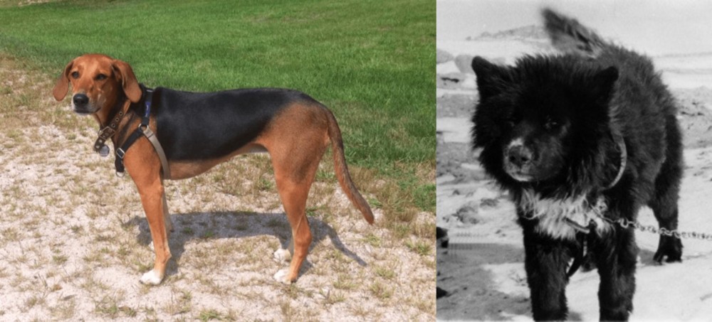 Sakhalin Husky vs Kerry Beagle - Breed Comparison