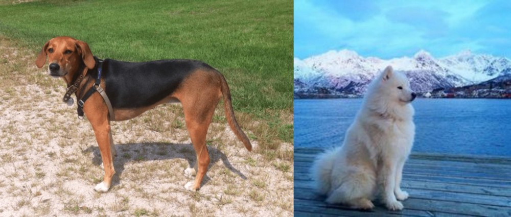Samoyed vs Kerry Beagle - Breed Comparison