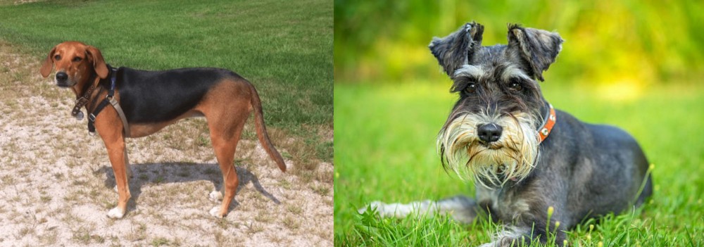 Schnauzer vs Kerry Beagle - Breed Comparison