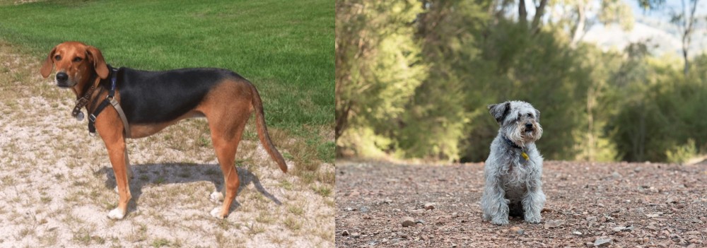 Schnoodle vs Kerry Beagle - Breed Comparison
