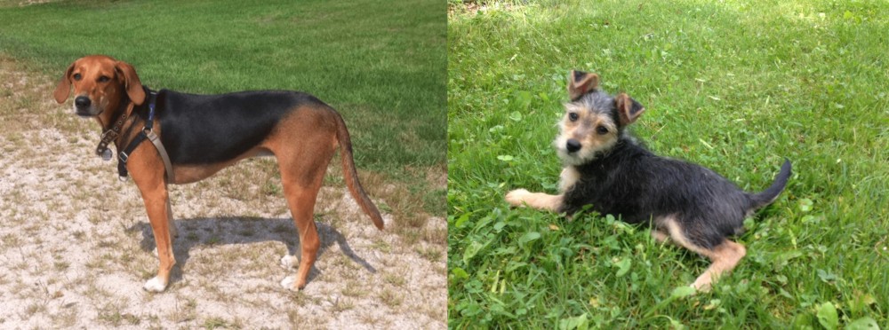 Schnorkie vs Kerry Beagle - Breed Comparison
