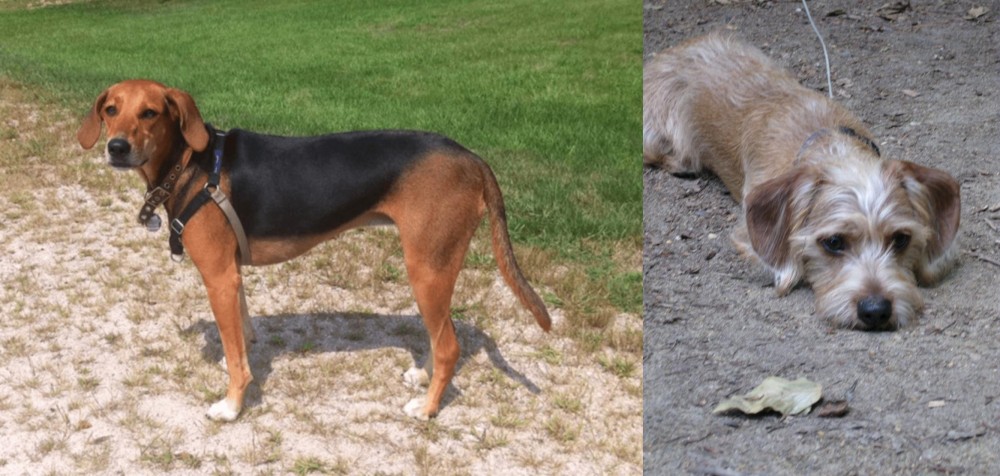 Schweenie vs Kerry Beagle - Breed Comparison