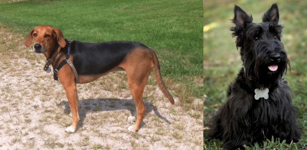 Scoland Terrier vs Kerry Beagle - Breed Comparison