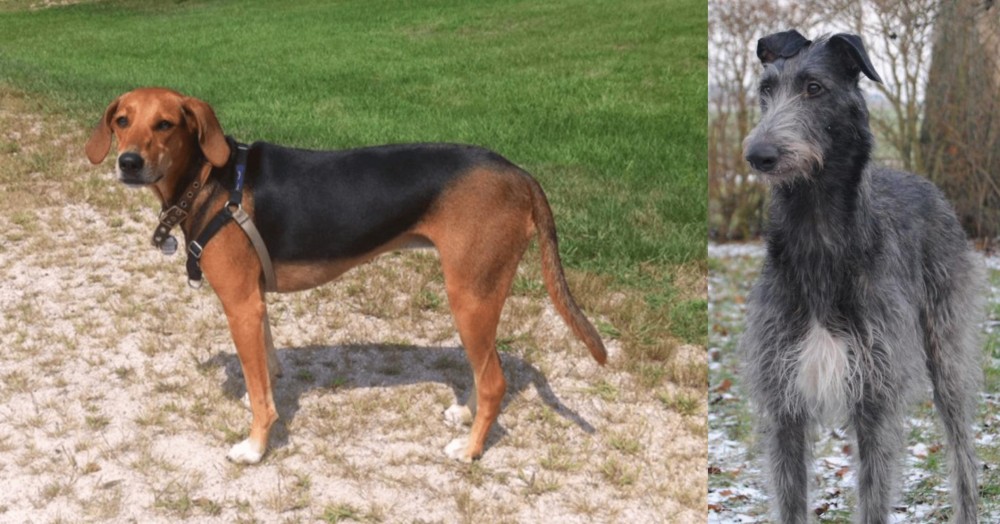 Scottish Deerhound vs Kerry Beagle - Breed Comparison
