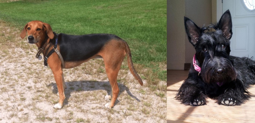 Scottish Terrier vs Kerry Beagle - Breed Comparison