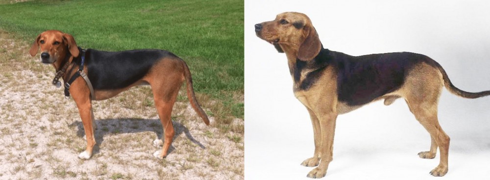 Serbian Hound vs Kerry Beagle - Breed Comparison
