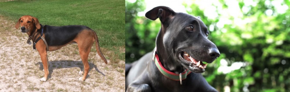Shepard Labrador vs Kerry Beagle - Breed Comparison