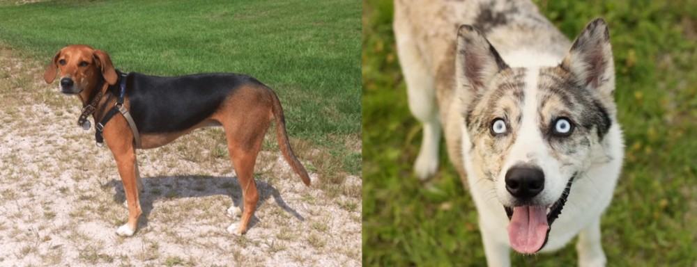 Shepherd Husky vs Kerry Beagle - Breed Comparison