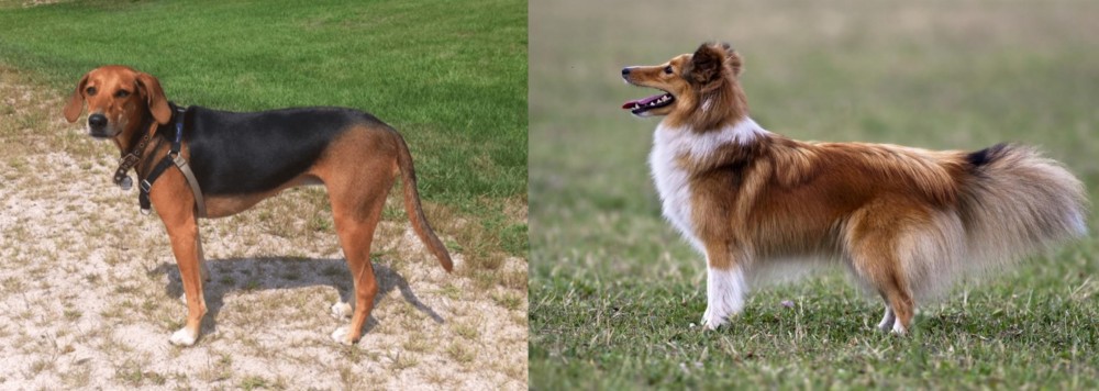 Shetland Sheepdog vs Kerry Beagle - Breed Comparison