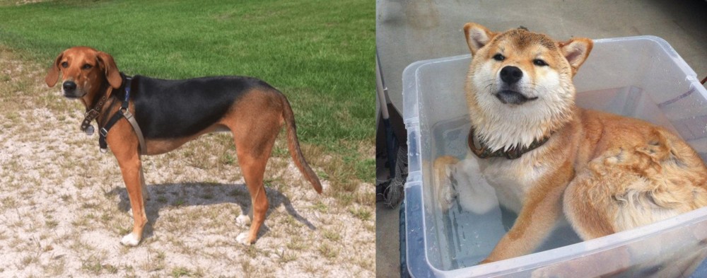 Shiba Inu vs Kerry Beagle - Breed Comparison