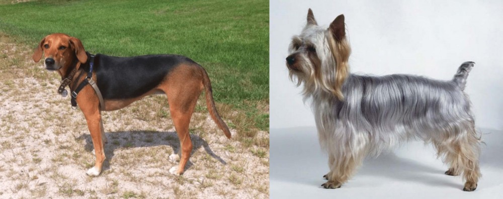 Silky Terrier vs Kerry Beagle - Breed Comparison