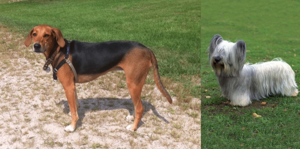 Skye Terrier vs Kerry Beagle - Breed Comparison