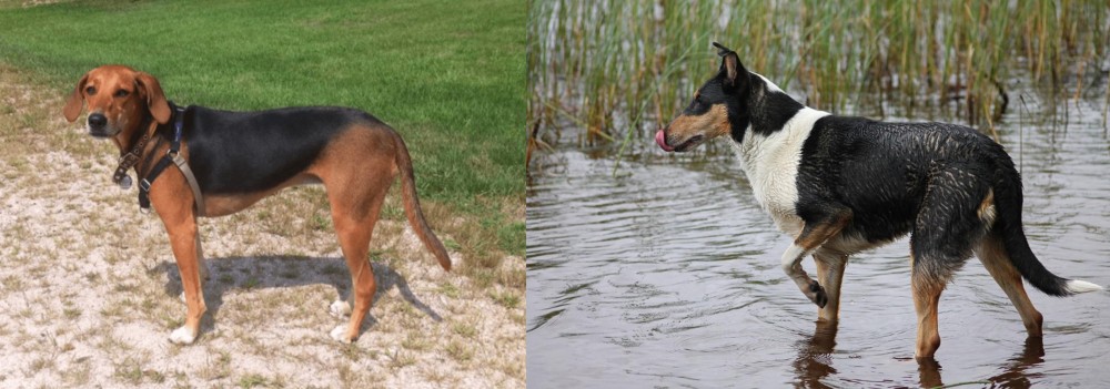 Smooth Collie vs Kerry Beagle - Breed Comparison