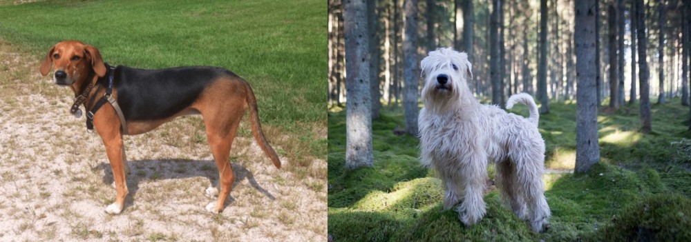Soft-Coated Wheaten Terrier vs Kerry Beagle - Breed Comparison