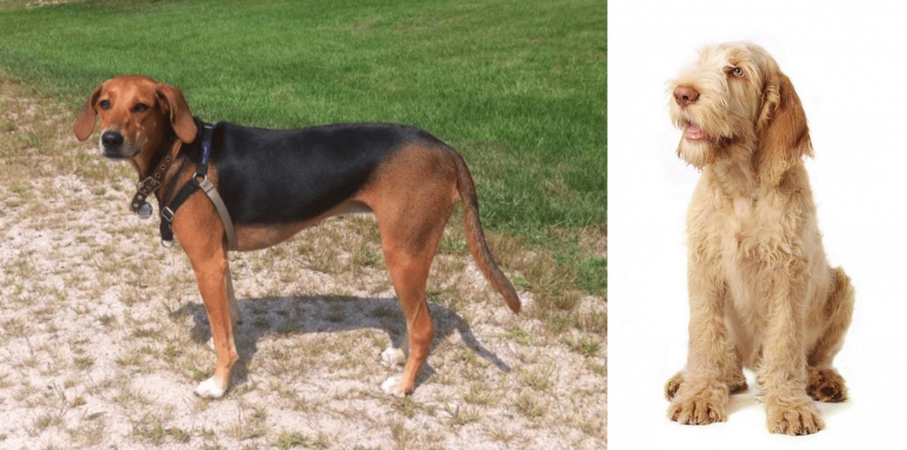 Spinone Italiano vs Kerry Beagle - Breed Comparison