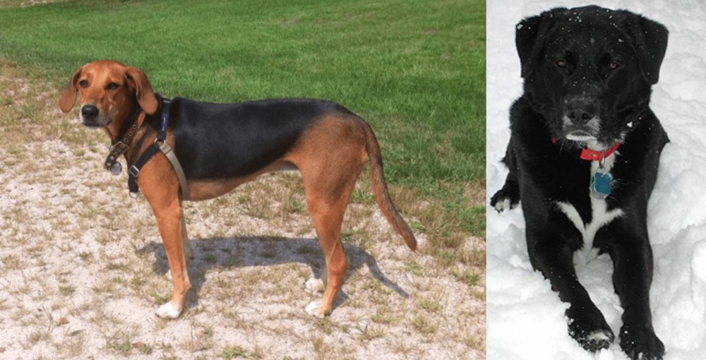 St. John's Water Dog vs Kerry Beagle - Breed Comparison