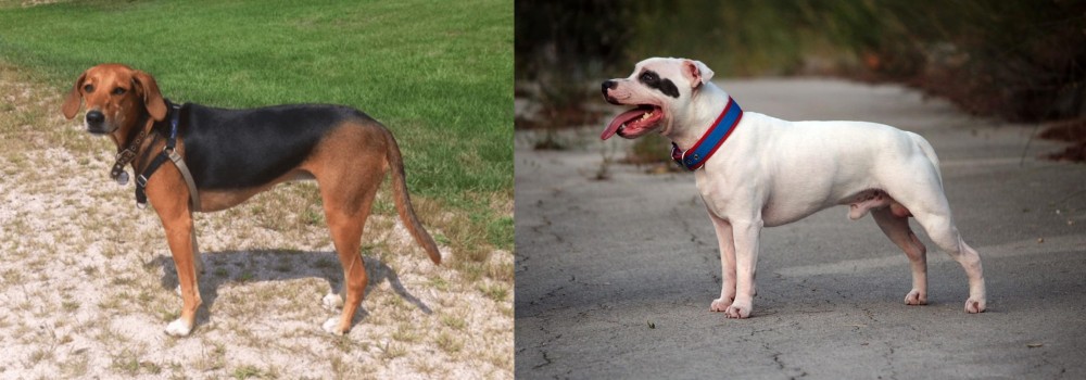 Staffordshire Bull Terrier vs Kerry Beagle - Breed Comparison
