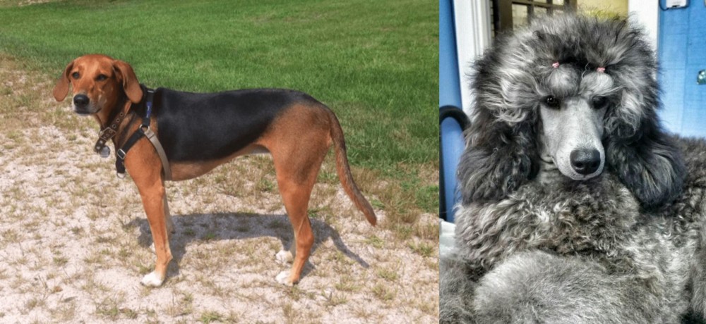Standard Poodle vs Kerry Beagle - Breed Comparison