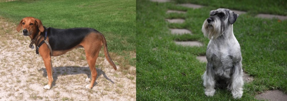 Standard Schnauzer vs Kerry Beagle - Breed Comparison