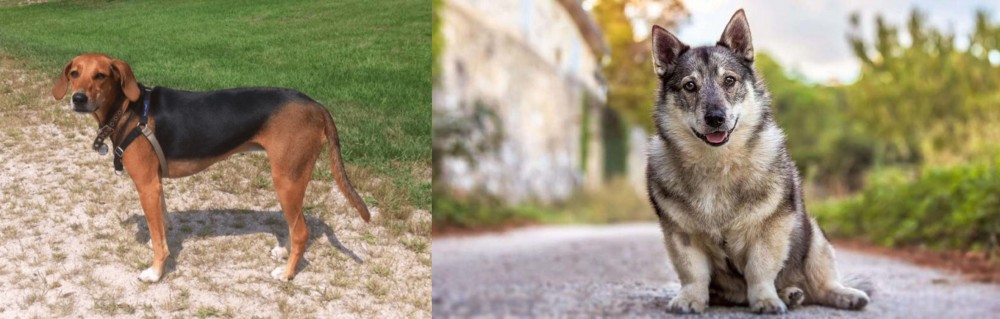 Swedish Vallhund vs Kerry Beagle - Breed Comparison