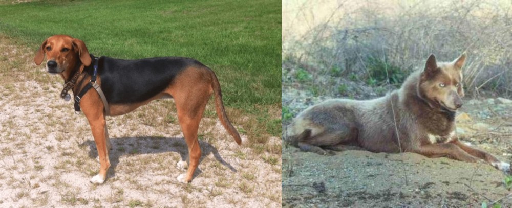 Tahltan Bear Dog vs Kerry Beagle - Breed Comparison