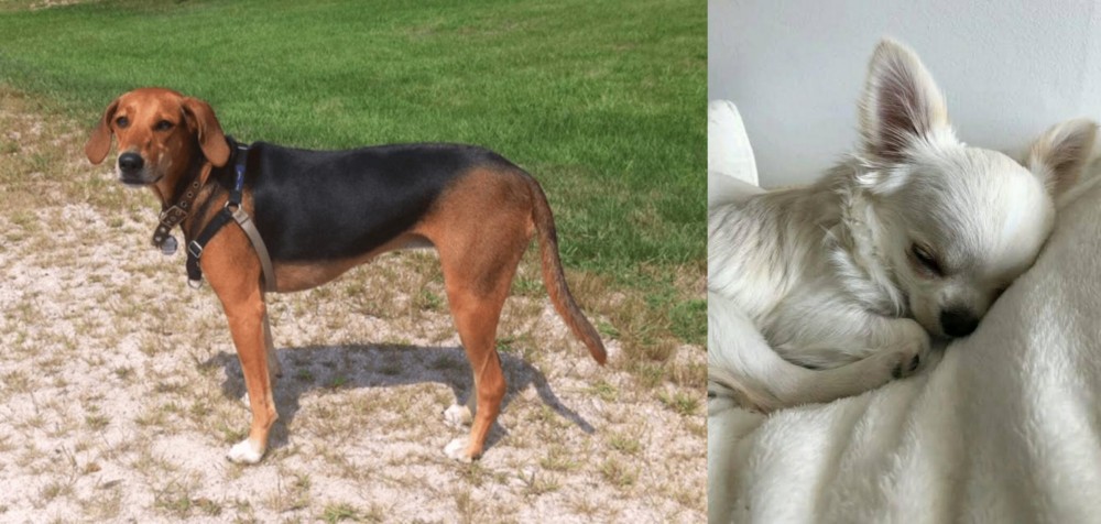 Tea Cup Chihuahua vs Kerry Beagle - Breed Comparison