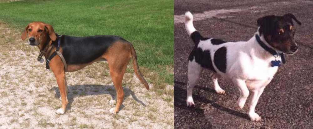 Teddy Roosevelt Terrier vs Kerry Beagle - Breed Comparison