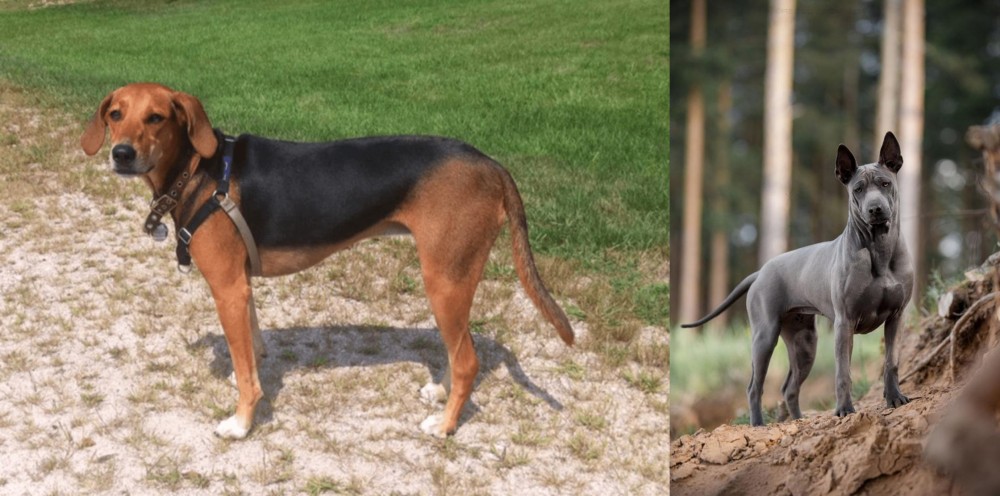 Thai Ridgeback vs Kerry Beagle - Breed Comparison