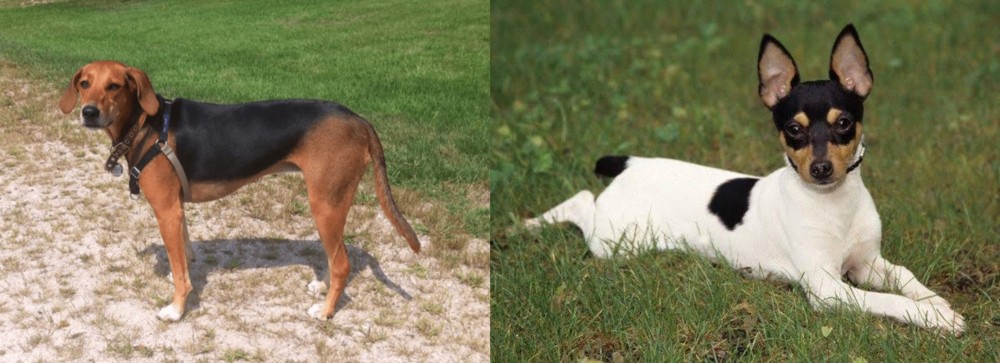 Toy Fox Terrier vs Kerry Beagle - Breed Comparison