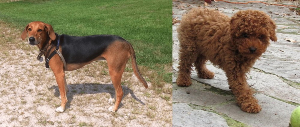 Toy Poodle vs Kerry Beagle - Breed Comparison