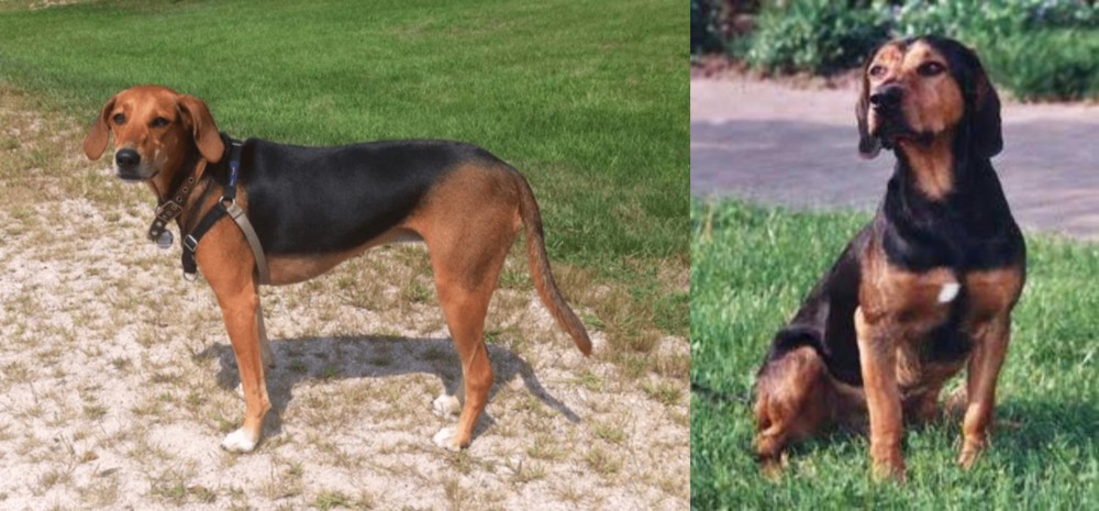 Tyrolean Hound vs Kerry Beagle - Breed Comparison