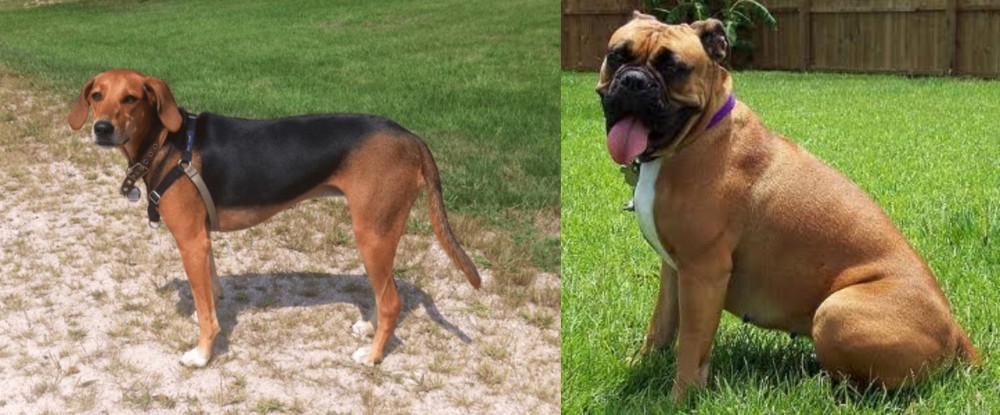 Valley Bulldog vs Kerry Beagle - Breed Comparison