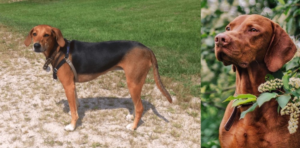 Vizsla vs Kerry Beagle - Breed Comparison