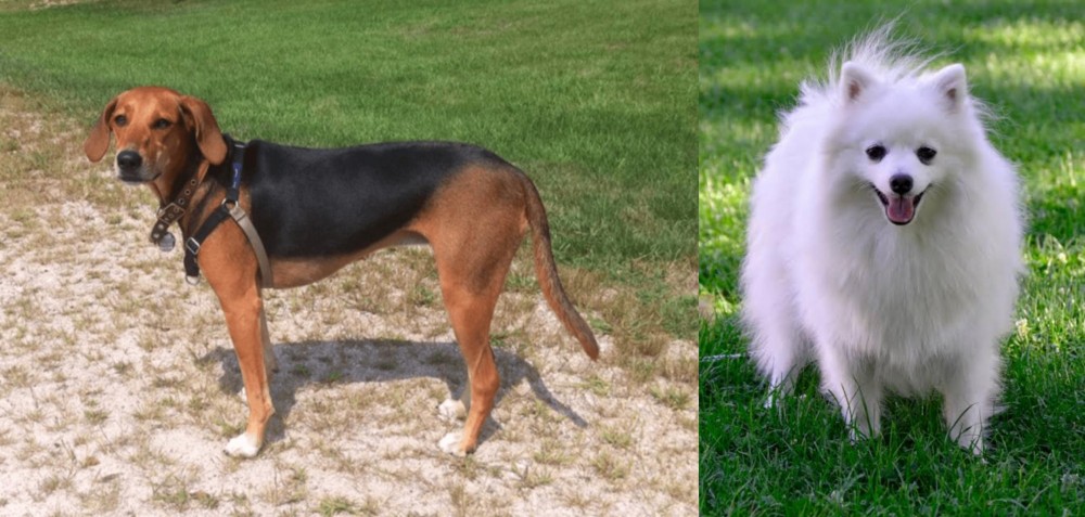 Volpino Italiano vs Kerry Beagle - Breed Comparison
