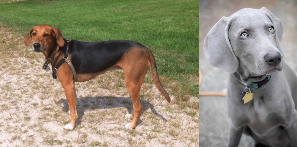 Weimaraner vs Kerry Beagle - Breed Comparison
