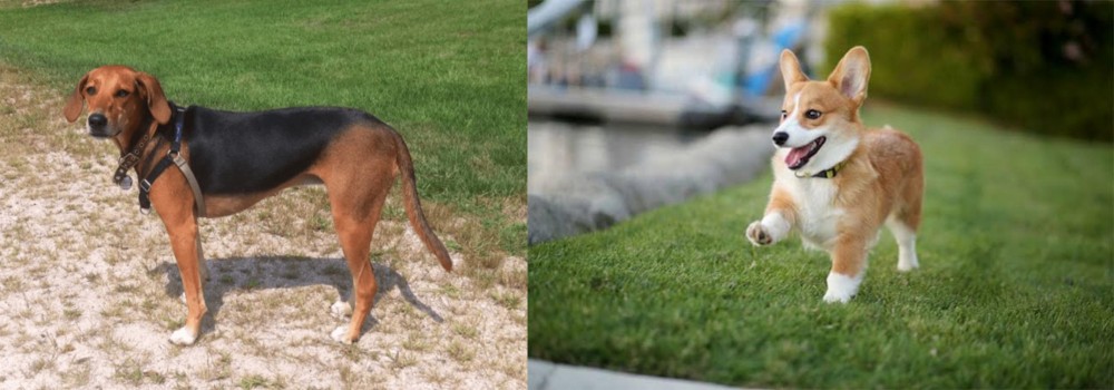 Welsh Corgi vs Kerry Beagle - Breed Comparison