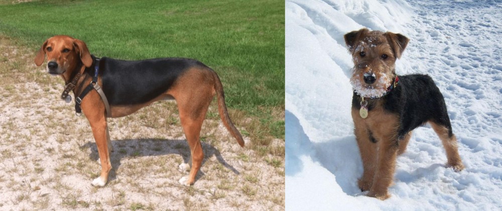 Welsh Terrier vs Kerry Beagle - Breed Comparison