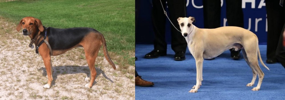 Whippet vs Kerry Beagle - Breed Comparison