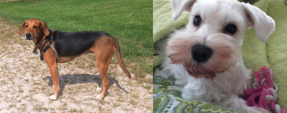 White Schnauzer vs Kerry Beagle - Breed Comparison