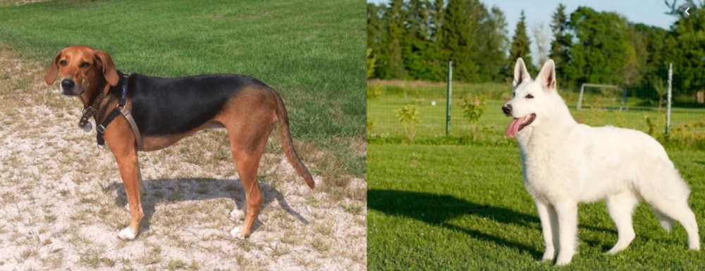 White Shepherd vs Kerry Beagle - Breed Comparison