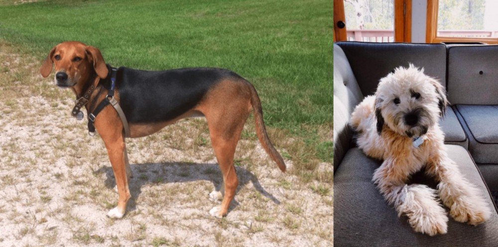 Whoodles vs Kerry Beagle - Breed Comparison