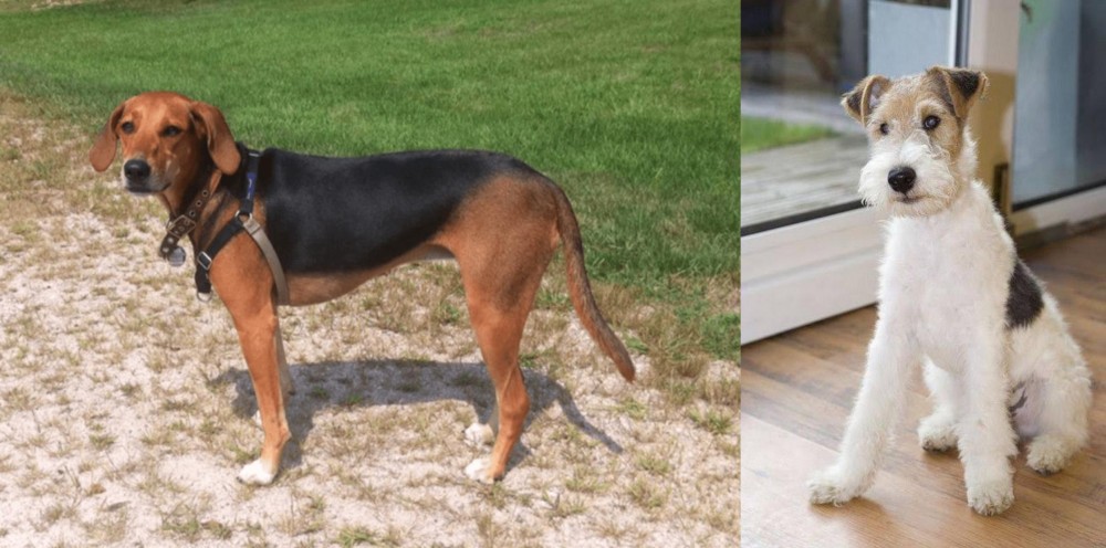 Wire Fox Terrier vs Kerry Beagle - Breed Comparison