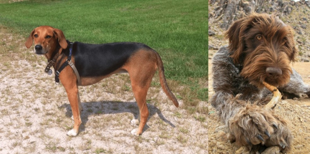 Wirehaired Pointing Griffon vs Kerry Beagle - Breed Comparison