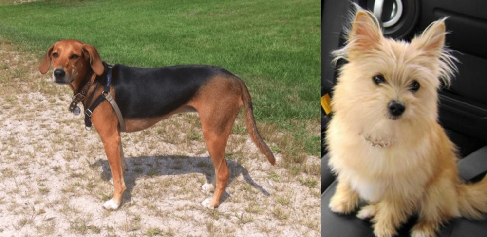 Yoranian vs Kerry Beagle - Breed Comparison