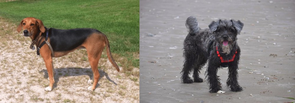 YorkiePoo vs Kerry Beagle - Breed Comparison