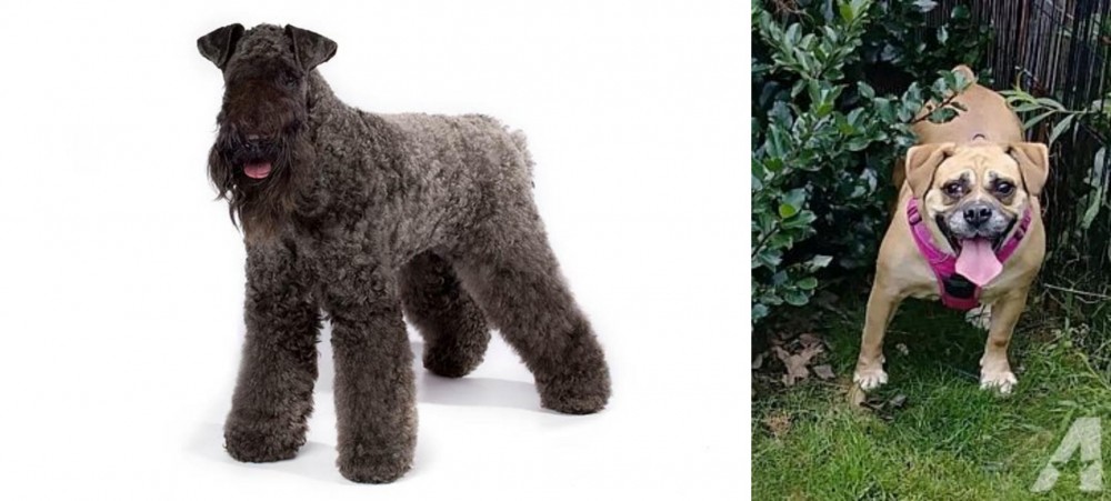 Beabull vs Kerry Blue Terrier - Breed Comparison
