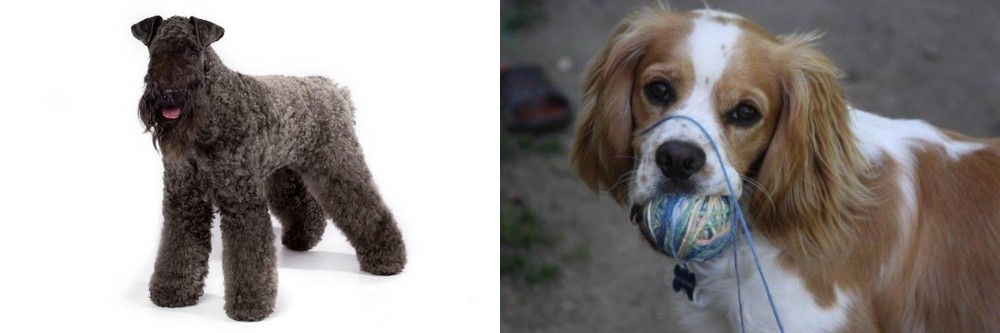 Cockalier vs Kerry Blue Terrier - Breed Comparison