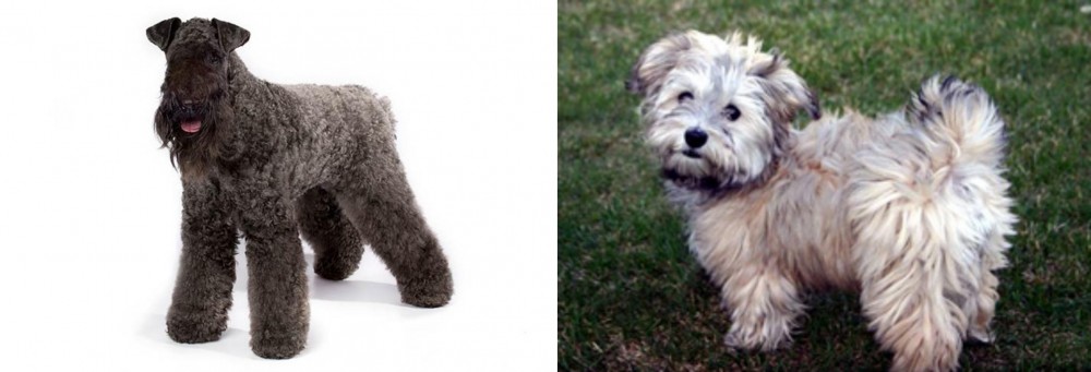 Havapoo vs Kerry Blue Terrier - Breed Comparison